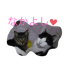ねこのちぃさん！1（個別スタンプ：8）