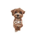 ふわふわナッツ（個別スタンプ：1）