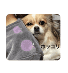 シェリちゃんファミリー3（個別スタンプ：14）