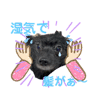 テンシンさゆり④（個別スタンプ：4）