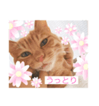 ころん。Part2（個別スタンプ：5）