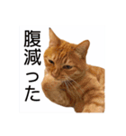 ころん。Part2（個別スタンプ：18）
