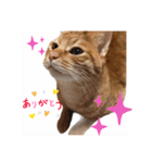 ころん。Part2（個別スタンプ：20）