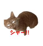 ころん。Part2（個別スタンプ：25）