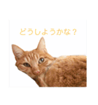 ころん。Part2（個別スタンプ：31）
