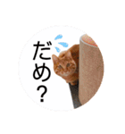 ころん。Part2（個別スタンプ：32）