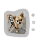 viviのstamp（個別スタンプ：15）