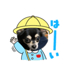 チワワのQちゃん（個別スタンプ：4）