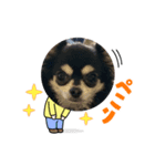 チワワのQちゃん（個別スタンプ：5）