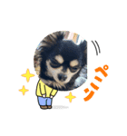 チワワのQちゃん（個別スタンプ：6）