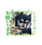 チワワのQちゃん（個別スタンプ：7）