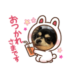 チワワのQちゃん（個別スタンプ：8）