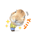 ウサたんのメープルちゃんはいつも元気（個別スタンプ：6）