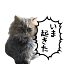 エレンちゃん（個別スタンプ：8）