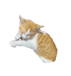 猫 パフェ（個別スタンプ：1）