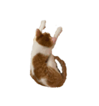 猫 パフェ（個別スタンプ：2）