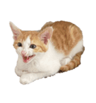 猫 パフェ（個別スタンプ：3）