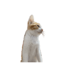 猫 パフェ（個別スタンプ：5）