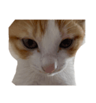 猫 パフェ（個別スタンプ：6）
