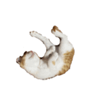 猫 パフェ（個別スタンプ：7）