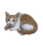 猫 パフェ（個別スタンプ：8）