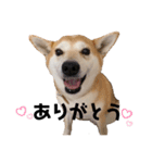 豆柴そらちゃんスタンプ（個別スタンプ：1）