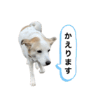 ちーたん、ミルク、りむ（個別スタンプ：1）