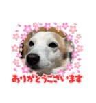 ちーたん、ミルク、りむ（個別スタンプ：6）