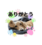 ちーたん、ミルク、りむ（個別スタンプ：10）