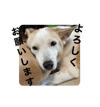 ちーたん、ミルク、りむ（個別スタンプ：11）