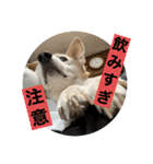 ちーたん、ミルク、りむ（個別スタンプ：17）