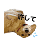 ちーたん、ミルク、りむ（個別スタンプ：19）