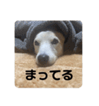 ちーたん、ミルク、りむ（個別スタンプ：29）