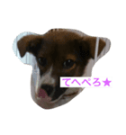 愛犬をスタンプにしました✨（個別スタンプ：1）