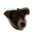 愛犬をスタンプにしました✨（個別スタンプ：2）