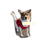 愛犬をスタンプにしました✨（個別スタンプ：5）
