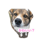 愛犬をスタンプにしました✨（個別スタンプ：6）