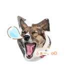 愛犬をスタンプにしました✨（個別スタンプ：7）