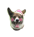 愛犬をスタンプにしました✨（個別スタンプ：8）