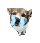 愛犬、愛猫をスタンプにしてみました❤（個別スタンプ：1）