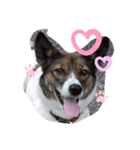 愛犬、愛猫をスタンプにしてみました❤（個別スタンプ：2）