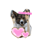 愛犬、愛猫をスタンプにしてみました❤（個別スタンプ：5）