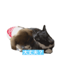 愛犬、愛猫をスタンプにしてみました❤（個別スタンプ：6）