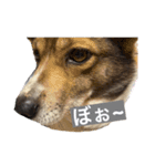 愛犬、愛猫をスタンプにしてみました❤（個別スタンプ：7）