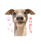 ひまりくハッピーセット（個別スタンプ：9）