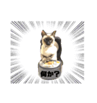 猫(トンキニーズ)の日常会話（個別スタンプ：1）