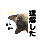 猫(トンキニーズ)の日常会話（個別スタンプ：2）