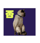 猫(トンキニーズ)の日常会話（個別スタンプ：3）