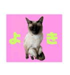 猫(トンキニーズ)の日常会話（個別スタンプ：4）
