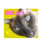 猫(トンキニーズ)の日常会話（個別スタンプ：5）